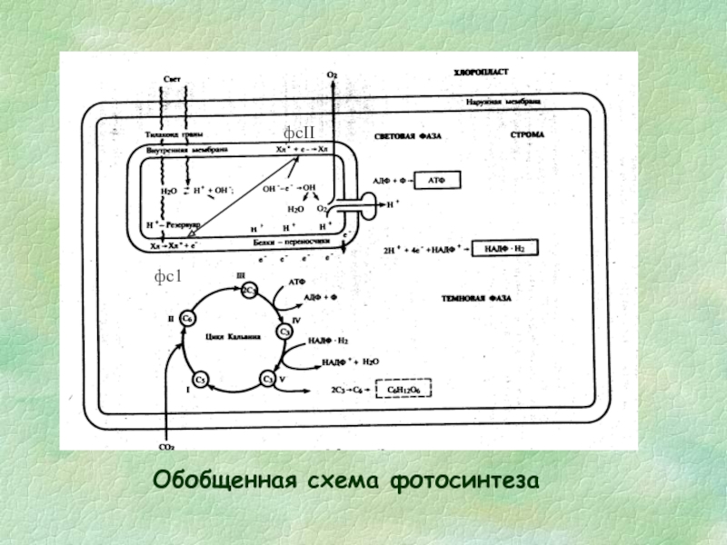 Общая схема процессов фотосинтеза