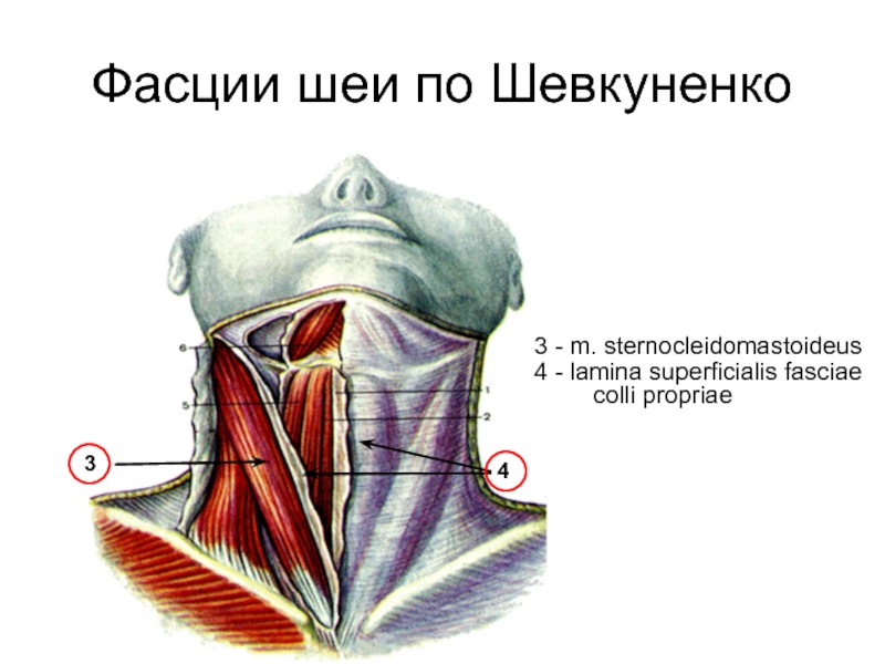 Нарисовать в тетради схему фасций шеи по в н шевкуненко