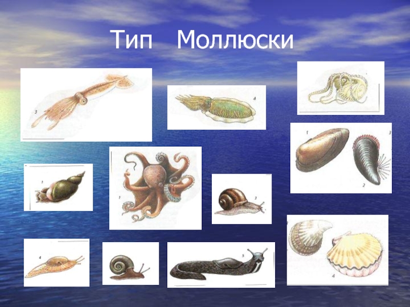Три примера животных моллюски. Классы моллюсков 7 класс биология. Типы моллюсков 7 класс биология. Моллюски биология 7 класс. Представители моллюсков 7 класс биология.
