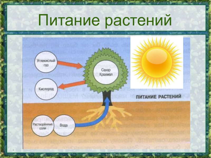 Размножение и развитие растений 3 класс презентация школа россии