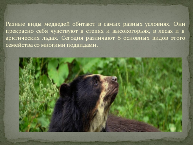 Сочинение о медведе 5 класс. Виды медведей. Виды медведей в России. Редкие виды медведей. Какие медведи водятся в России.