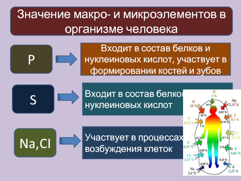 Элементы в теле человека. Макроэлементы и микроэлементы в организме человека. Роль микроэлементов в организме. Род микроэлементов в организме. Биологическая роль микроэлементов.