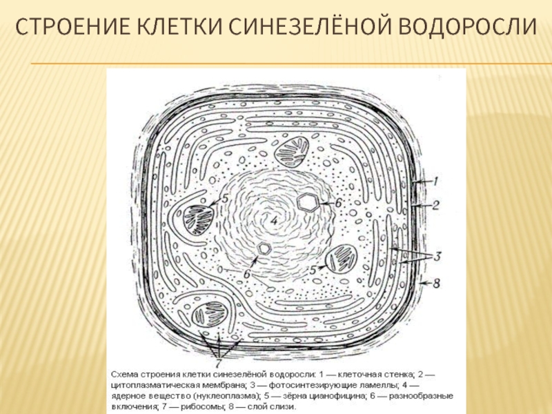 Схема строения клетки водоросли