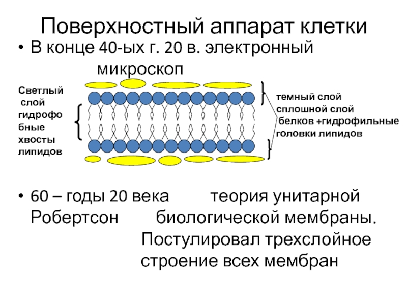 Молекулярная организация. Строение поверхностного аппарата животной клетки. Биологическая мембрана гидрофильные головки. Поверхностный аппарат. Поверхностный аппарат клетки биологическая мембрана.