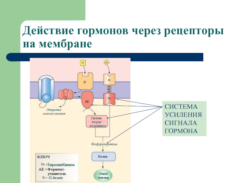 Усиливают действие гормонов