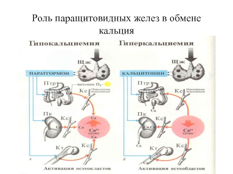 Роль обмена. Схема регуляции фосфорно кальциевого обмена. Схема регуляции обмена кальция. Схема регуляции обмена кальция в организме. Регуляция обмена кальция и фосфора схема.