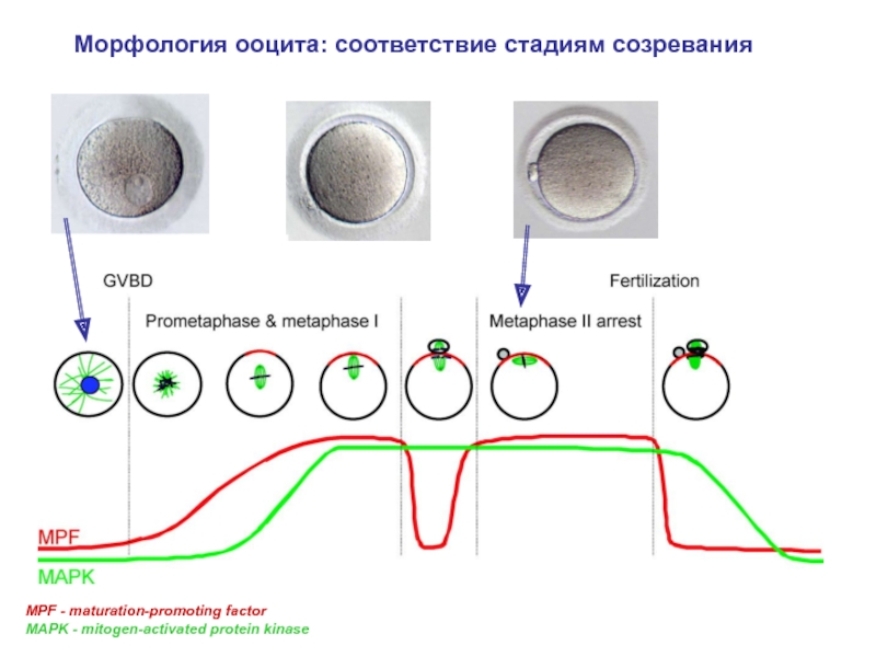 Ооциты. Стадии зрелости ооцитов. Качество ооцитов. Ооцит стадии Mii. Созревание ооцита.