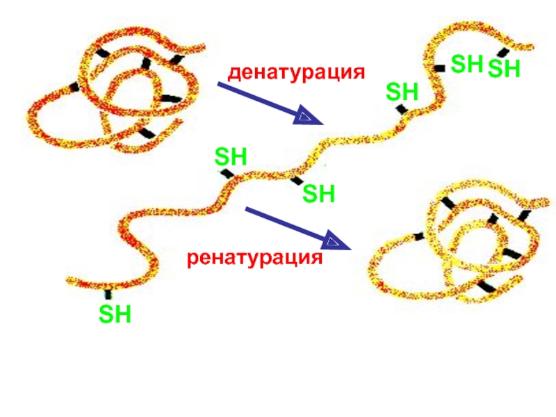 Денатурация. Структура белка. Денатурация. Ренатурация.. Денатурация первичной структуры белка. Денатурация, ренатурация белка 10 класс. Денатурация и ренатурация белков.