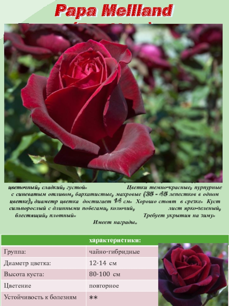 Чайно гибридная роза утопия описание фото