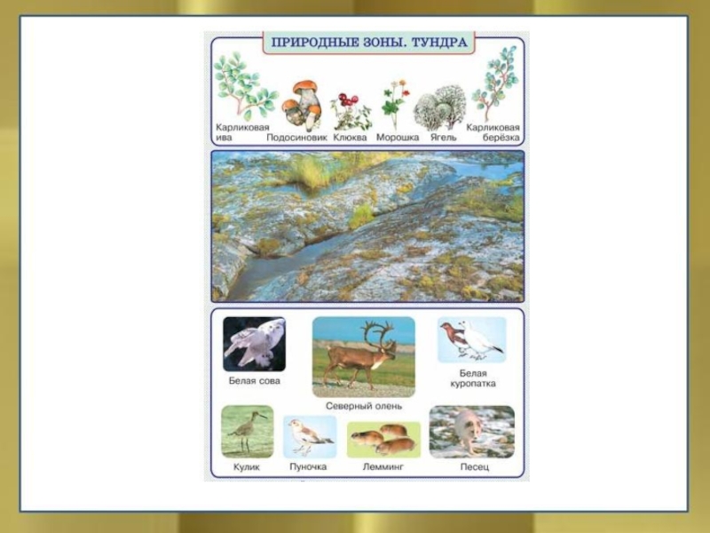 Природная зона тундра 6 класс география. Природное сообщество тундры. Природное сообщество тундры представлено. Тундра - природное сообщество схема. Тундра плакат природная зона.