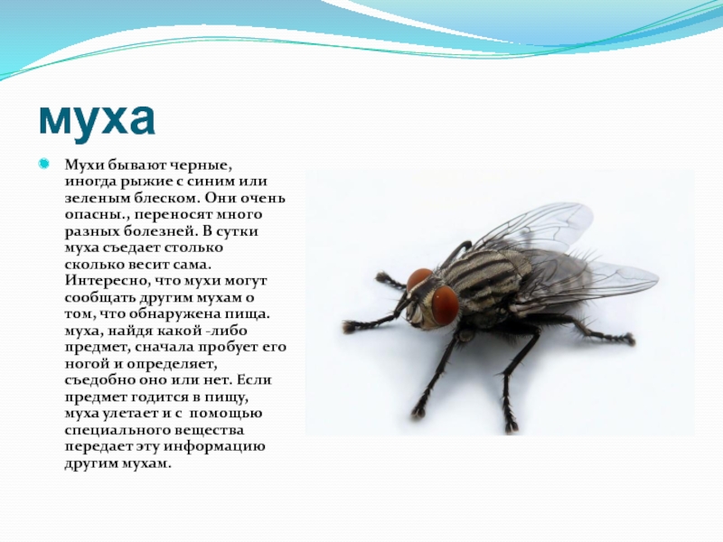 Сколько живет муха в помещении. Муха. Описание мухи. Характеристика мухи. Информация о мухе.