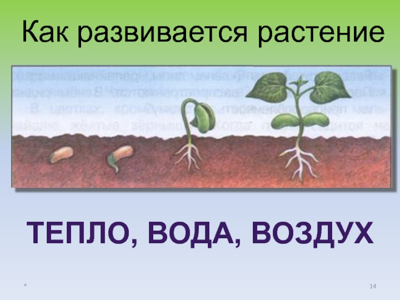 Периоды индивидуального развития растений