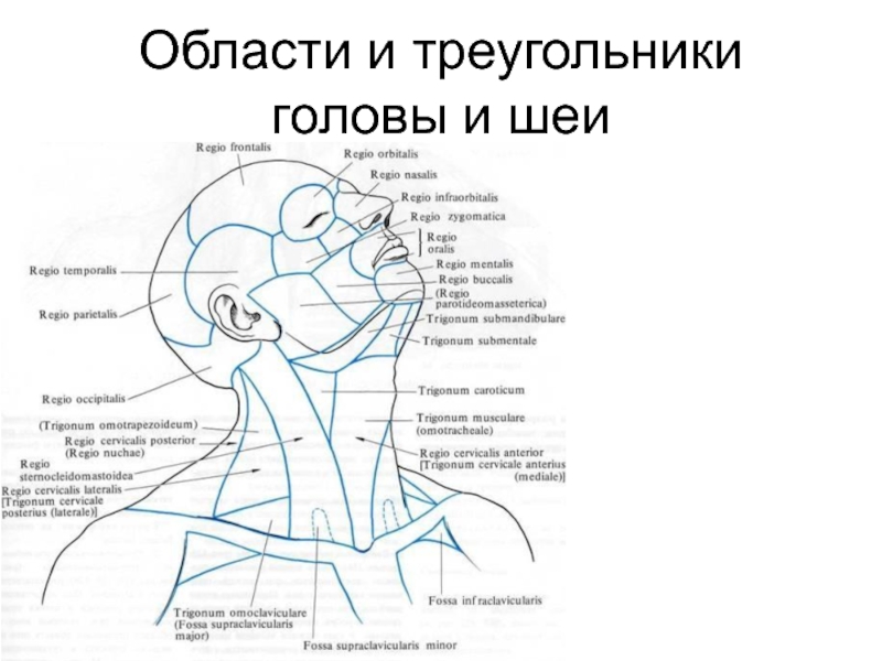 Треугольники шеи рисунок