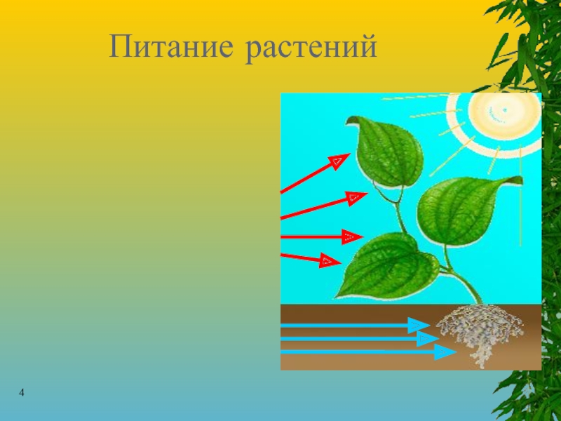 Обеспечивает почвенное питание растения