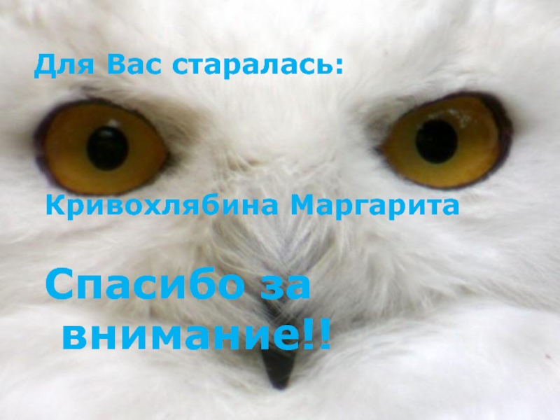 Спасибо за внимание сова для презентации