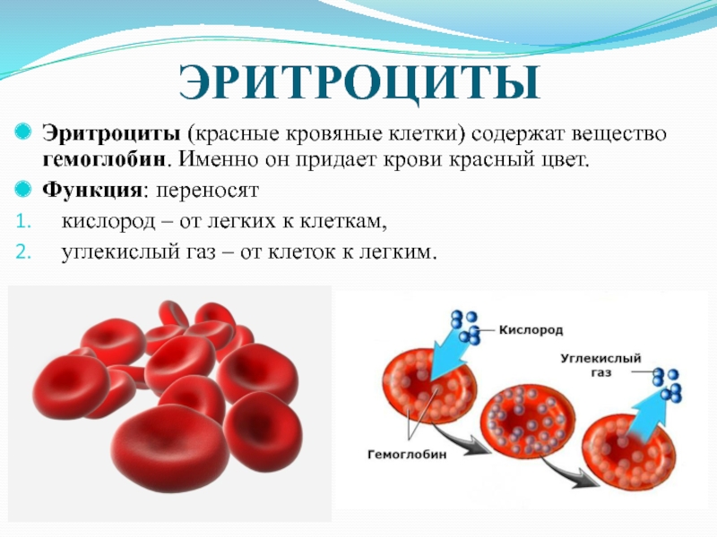 Эритроцит функции клетки