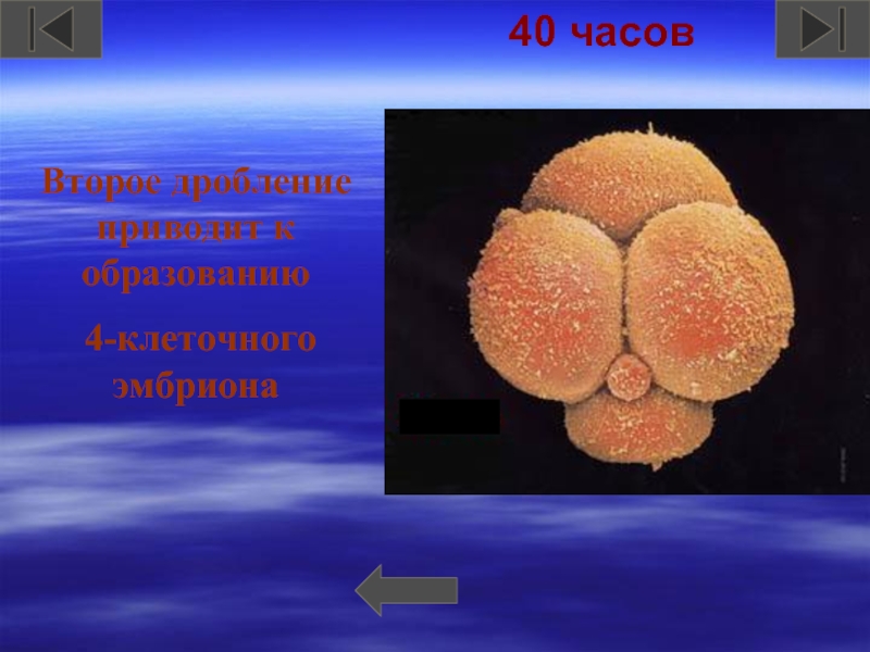 Образуется 4 клетки. Четырехклеточный эмбрион. 32–64-Клеточный эмбрион. Агрегация образуется 16 клеточный зародыш.