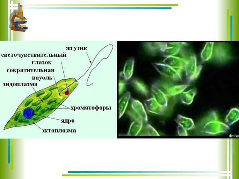 Что характерно для изображенного организма. Эвглена миксотроф. Одноклеточные водоросли миксотрофы. Миксотрофное питание эвглены зеленой. Хроматофор у эвглены зеленой.