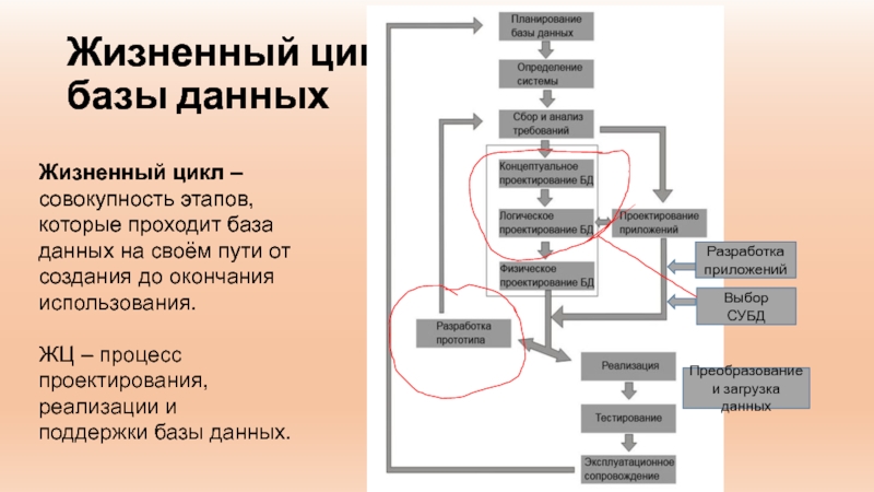 Презентация жизненный цикл базы данных