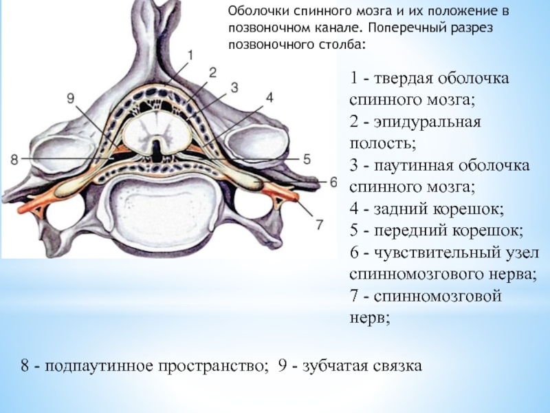 Строение спинного мозга на срезе