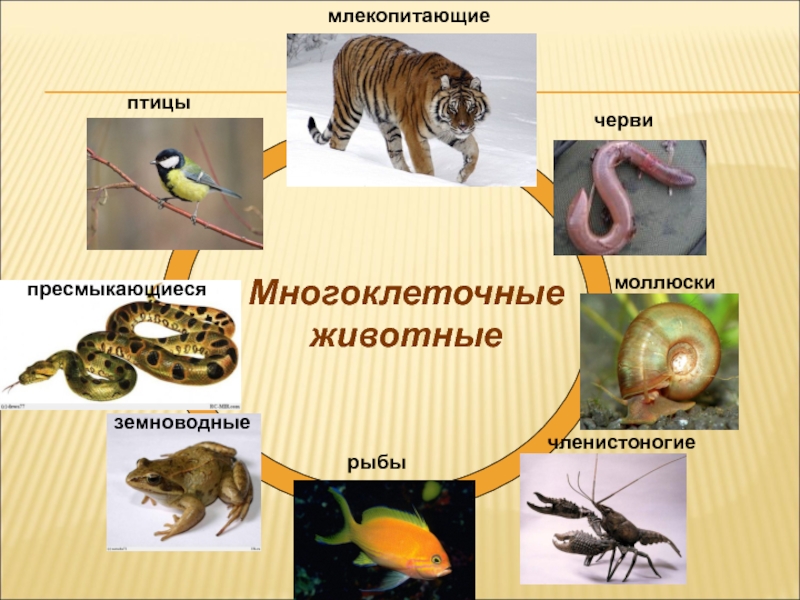 Позвоночные животные картинки