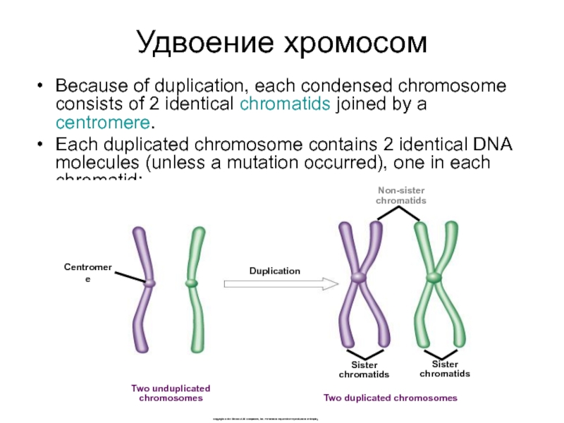 Образование двухроматидных хромосом спирализация хромосом. Строение хромосомы после репликации ДНК. Удвоенные хромосомы. Схематическое строение хромосомы. Удвоение хромосом.