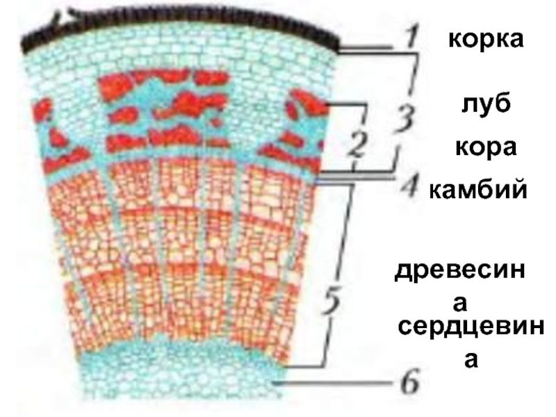 Строение стебля рисунок без подписей