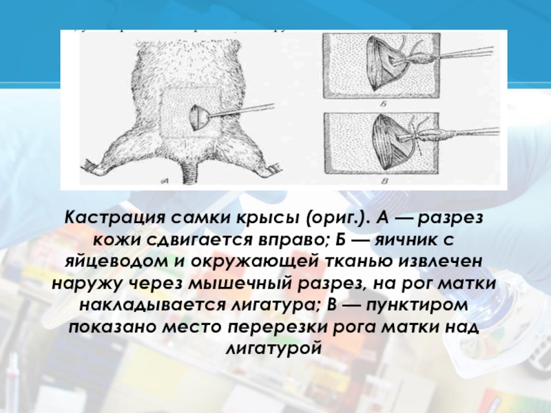 Кастрация Собак Стоимость В Новосибирске