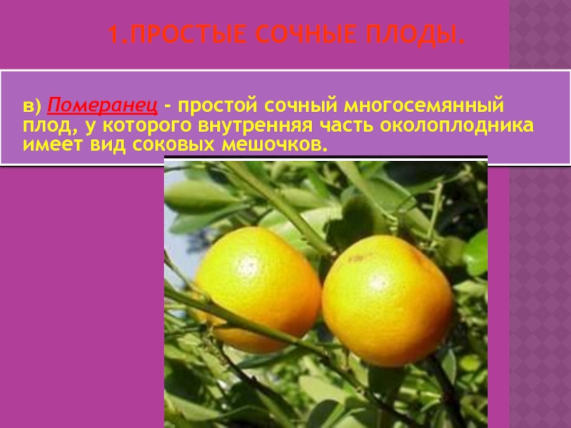 Померанец околоплодник. Сочные многосемянные плоды померанец. Померанец, Бигардия, Горький апельсин. Плод померанец биология.