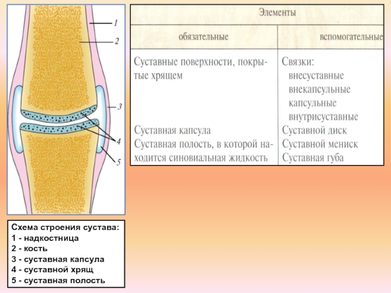 Какой цифрой на рисунке обозначена суставная полость