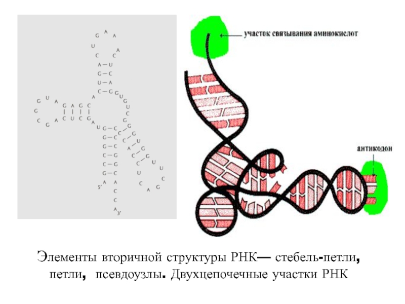 Вторичная рнк. Псевдоузлы РНК. Строение двухцепочечной РНК. Вторичная структура РНК. Элементы вторичной структуры РНК.