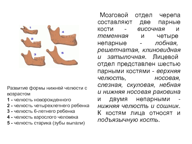 Парные кости человека. Верхняя и нижняя челюсти парные кости. Клиновидная и верхняя кость это парные кости. Что значит парная кость. Парная двойная челюсть.