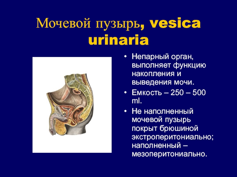 Мочевой на латинском. Мочевой пузырь (Vesica urinaria). Мочевой пузырь покрыт брюшиной. Отношение мочевого пузыря к брюшине. Ненаполненный мочевой пузырь покрыт брюшиной.