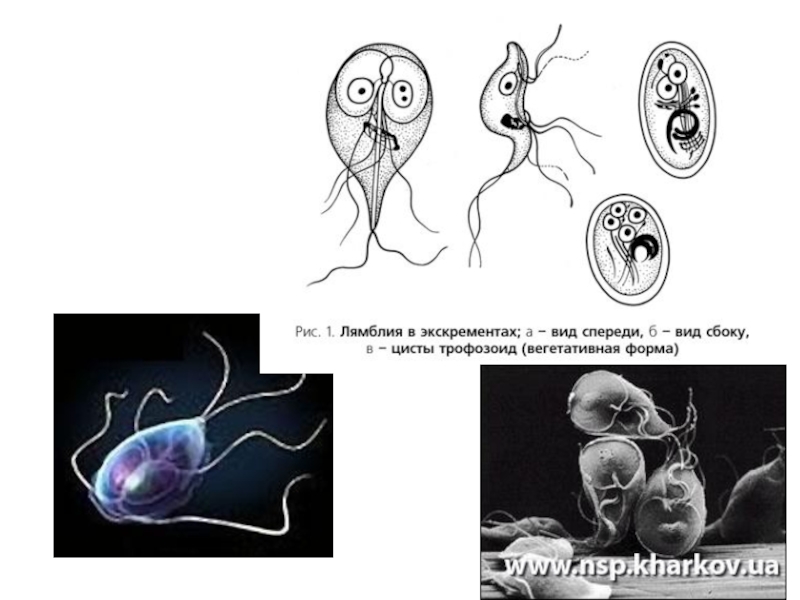 Картинка лямблии как выглядят
