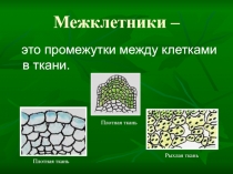 Основы исследований тканей растений