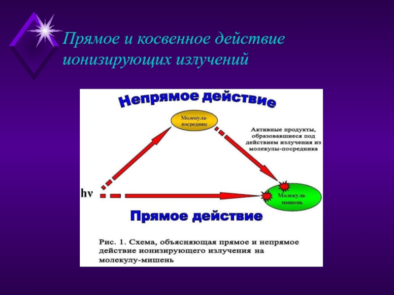 Презентации по радиобиологии