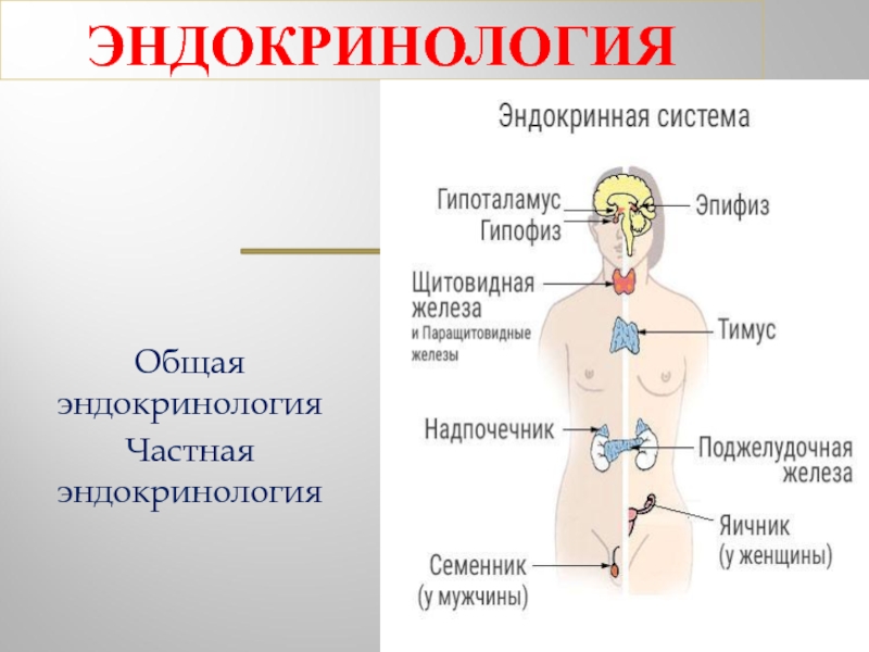 Реферат: Эндокринология (болезни поджелудочной железы)