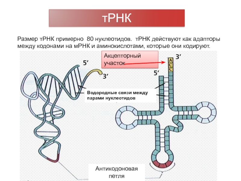 Число т рнк. Участки ТРНК Соединенные водородными связями. Размер ТРНК. Транспортная РНК. Антикодоновая петля ТРНК.