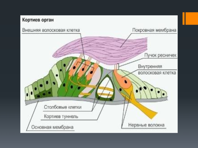 Кортиев орган презентация