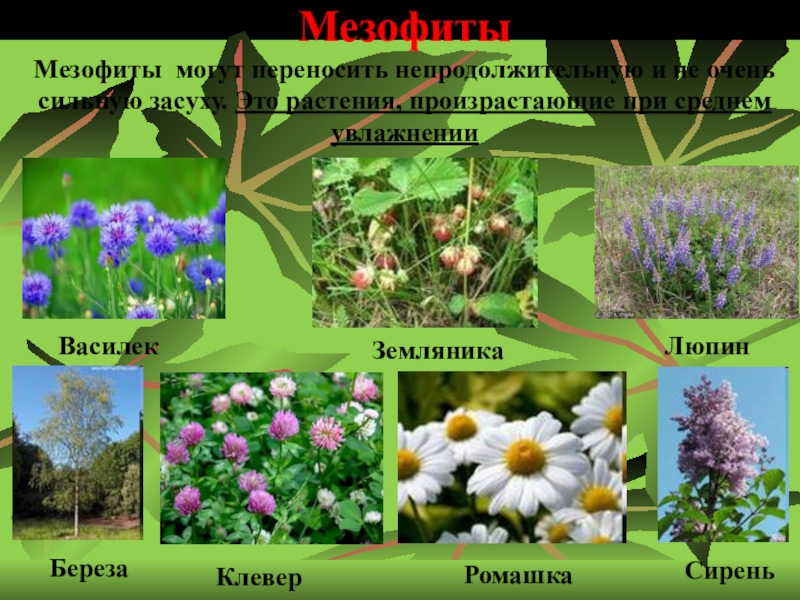 Древесные породы мезофиты средне влаголюбивые это. Растения мезофиты. Вечнозеленые мезофиты. Экологическая группа мезофит. Декоративные растения мезофиты.
