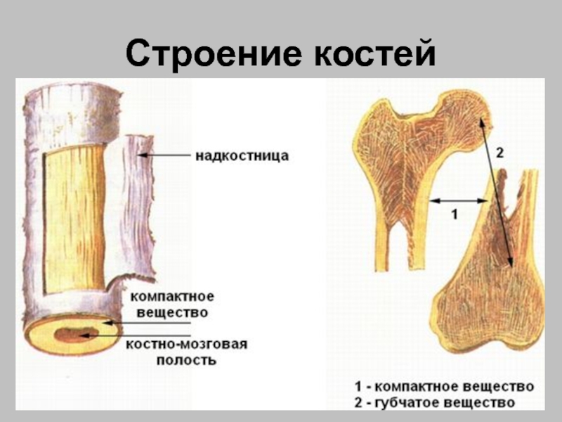 Презентация кости 8 класс