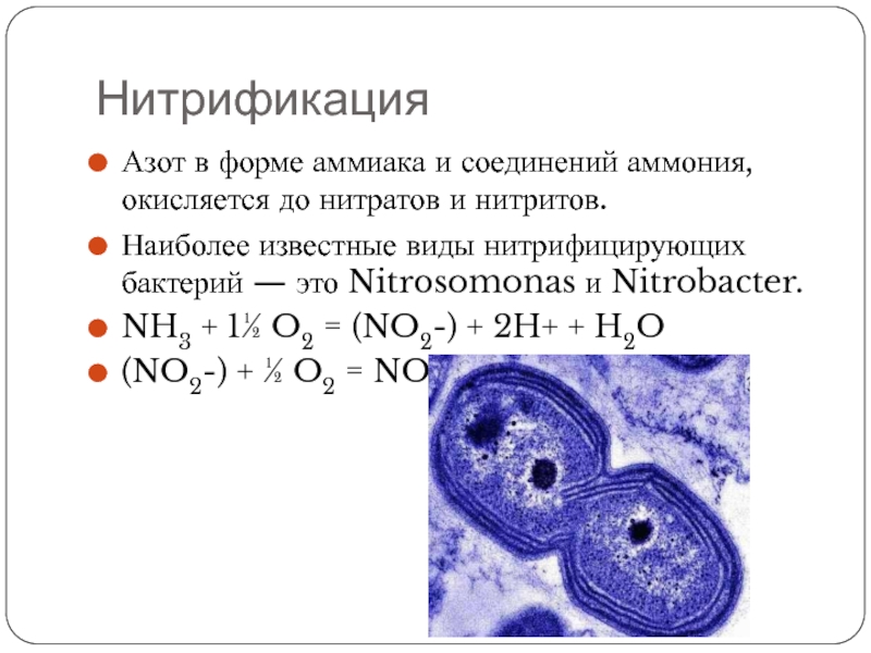 Нитрат азота