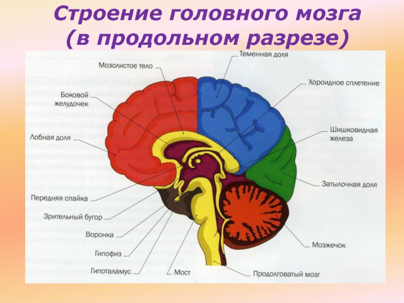 Рассмотрите схему строения головного мозга и расшифруйте обозначенные цифрами структурные элементы