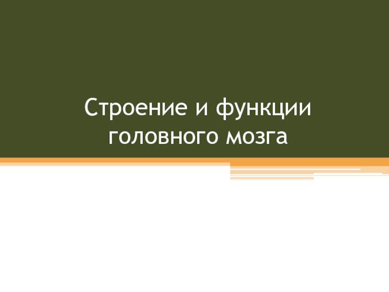 Презентация Строение и функции головного мозга