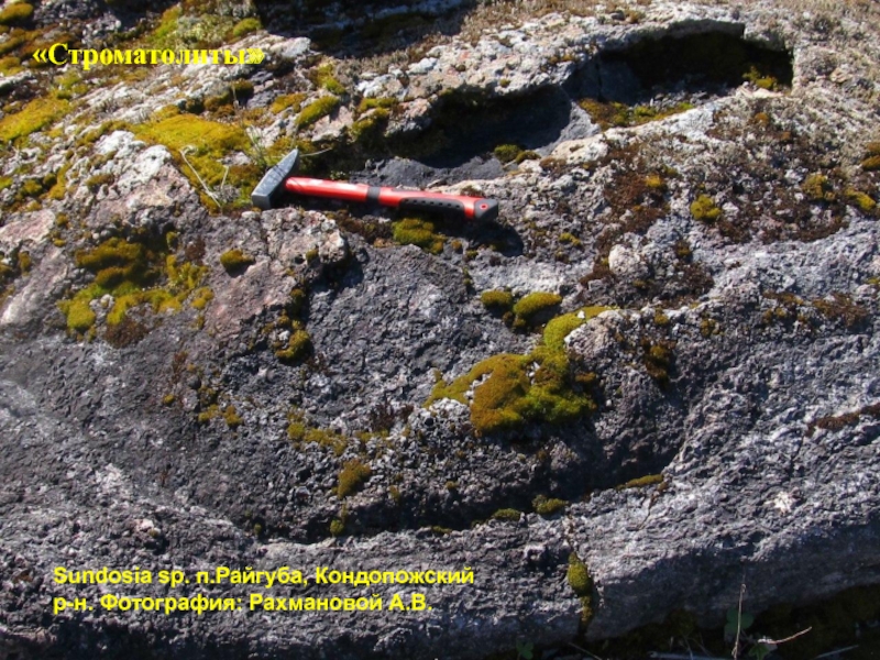 Строматолиты
Sundosia sp. п.Райгуба, Кондопожский р-н. Фотография: