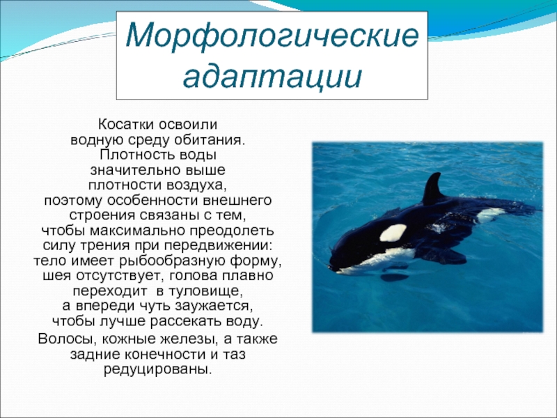 Среда обитания китообразных. Адаптации касаток к водной среде. Приспособления касатки к водной среде обитания. Интересные факты о косатках. Касатка презентация для детей.