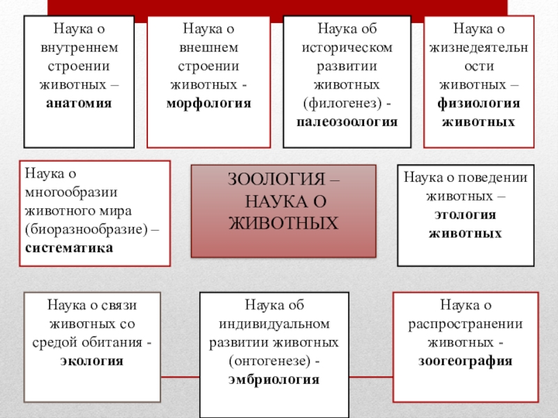 Изучает строение животных. Вклад в изучение морфологии и физиологии животных таблица. Наука о внешнем строении животных. Структура зоологии. Наука о внутреннем строении животных.