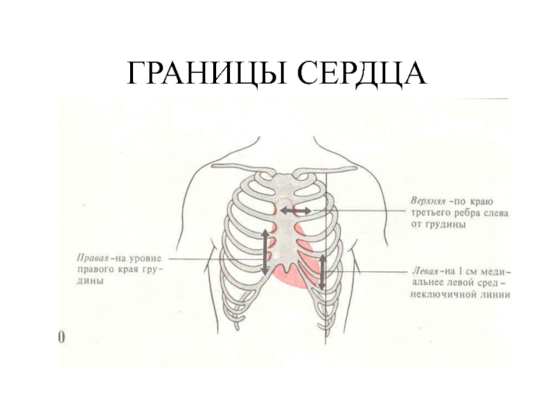 Границы сердца