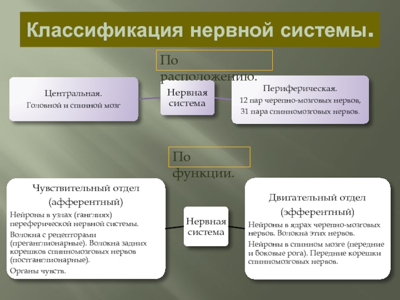 Классификация нервной. Классификация нервной системы по функциям. Классификация нервной системы периферическая Центральная. Классификация нервной системы таблица. Классификация нервной системы по месторасположению.