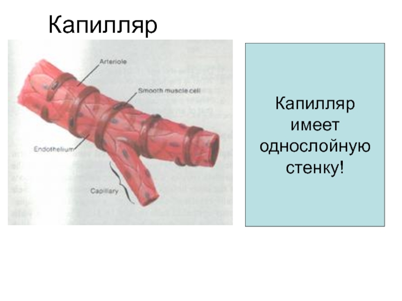 Органы кровообращения. Сосудистая система, её строение и функции КапиллярКапилляр имеетоднослойнуюстенку! КапиллярКапилляр имеетоднослойнуюстенку!